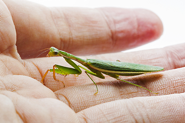 포토 JPG 해외이미지 응시 아시아 음식 곤충 백그라운드 태국 사람없음 빨간색 초록색 반려동물 카메라 중국 흰색 기도 잡기 닫기 큼 먹기 사냥 슛 육식동물 방패 육식 거인 고립 수유 아열대 포식 해외포토 동물 시선 나라 컬러 모션 전자제품 크기 파일형식 이미지허브