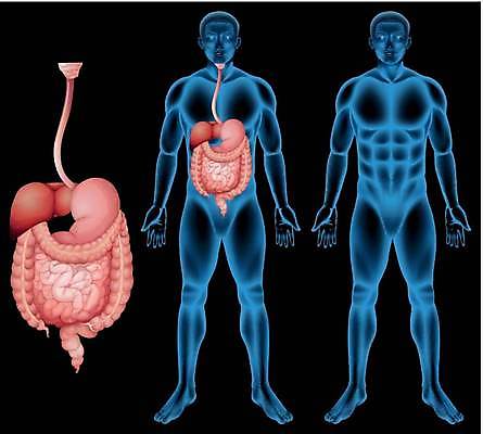 EPS 해외이미지 템플릿 남자 과학 백그라운드 십자가 신체 일러스트 부분 해부 근육 건강 사람 성인 약 머리 디지털 입 오르간 그림 간 심플 윤곽 시스템 췌장 고립 지라 해외일러스트 의학 신체부위 장기_의학 건반악기 파일형식 벡터 이미지허브