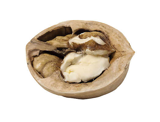 포토 JPG 해외이미지 음식 농업 다이어트 과일 재료 자연 건조 건강 씨앗 사람없음 갈색 견과류 수확 껍질 흰색 신선 유기농 알맹이 호두 단백질 바이오 밭일 맛있는 해외포토 식물 웰빙 산업 컬러 생태계 영양소 파일형식 이미지허브