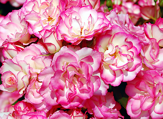 포토 JPG 해외이미지 식물 꽃잎 꽃 분홍색 꽃다발 결혼 꽃무늬 자연 사람없음 장미 정원 봄 개화 해외포토 계절 컬러 무늬 이벤트 생태계 파일형식 이미지허브