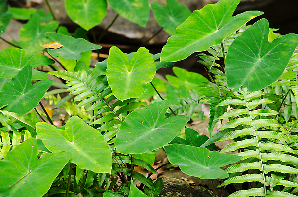포토 JPG 해외이미지 식물 템플릿 디자인 백그라운드 잎 패턴 자연 추상 사람없음 목재 초록색 빛 환경 봄 젖음 성장 물방울 신선 작음 유기농 질감 내추럴 인공 해외포토 나무 웰빙 계절 컬러 무늬 재료 크기 생태계 파일형식 이미지허브