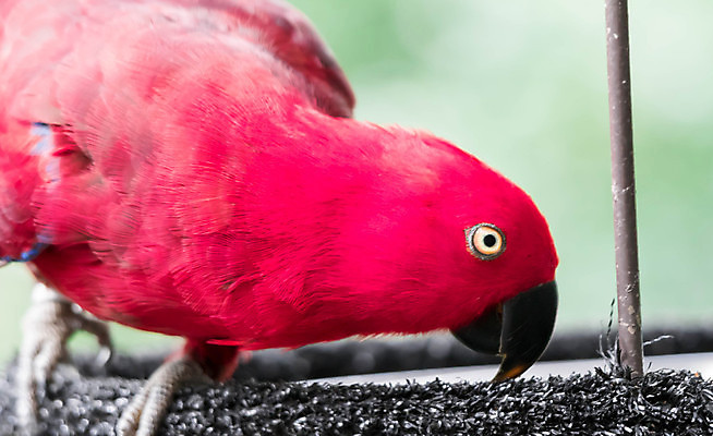 포토 JPG 해외이미지 나무 공원 야생동물 자연 조류 빨간색 초록색 컬러풀 호주 왕 깃털 부리 앵무새 내추럴 이국적 전국 해외포토 식물 동물 공공시설 컬러 오세아니아 생태계 파일형식 이미지허브