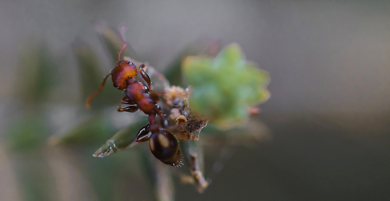 포토 JPG 해외이미지 동물 야생동물 곤충 자연 사람없음 야외 호주 기어가기 미니 해외포토 모션 오세아니아 생태계 파일형식 이미지허브