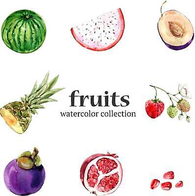 EPS 해외이미지 일러스트 딸기 수박 사람없음 파인애플 석류 용과 딸기꽃 망고스틴 서양자두 석류알 엘리먼트 해외일러스트 꽃 과일 열대과일 파일형식 벡터 이미지허브