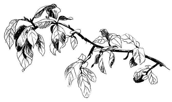 EPS 해외이미지 나무 식물 손 디자인 계절 꽃 선 백그라운드 잎 꽃무늬 패턴 일러스트 자연 미술 그래픽 장식 펜 검은색 봄 수확 흰색 나뭇가지 숲 스케치 지중해 그림 유기농 올리브 복고 판화 내추럴 고립 엘리먼트 옛날 해외일러스트 웰빙 열매 바다 컬러 무늬 농업 문화예술 신체부위 필기구 생태계 파일형식 벡터 이미지허브