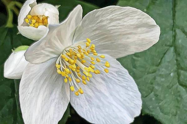 EPS 해외이미지 식물 디자인 배너 계절 꽃잎 꽃 꽃다발 백그라운드 잎 꽃무늬 밭 일러스트 자연 휴가 부활절 미술 초원 야외 그래픽 장식 초록색 여름 컬러풀 환경 정원 봄 수확 성장 벚꽃 나뭇가지 신선 신용카드 개화 그림 원예 내추럴 고립 엘리먼트 해외일러스트 나무 기념일 컬러 무늬 농업 문화예술 취미 금융 생태계 파일형식 벡터 이미지허브