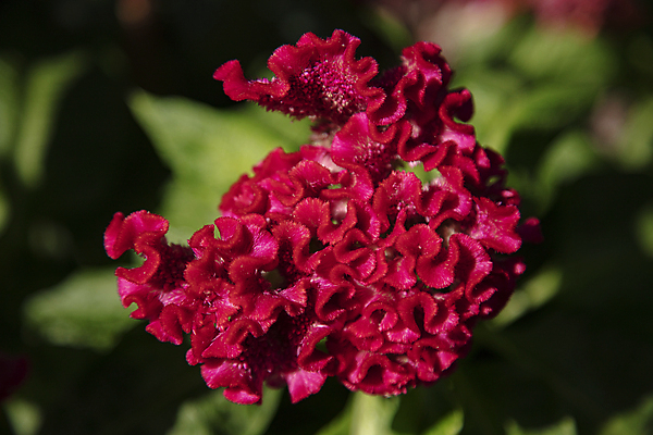 포토 JPG 주간 자연 사람없음 야외 아웃포커스 강렬 맨드라미 국내포토 자연요소 꽃 촬영기법 생태계 파일형식