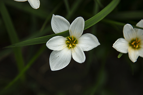 포토 JPG 주간 꽃 잎 자연 사람없음 야외 귀여움 사프란 국내포토 자연요소 식물 컨셉 향신료 생태계 파일형식