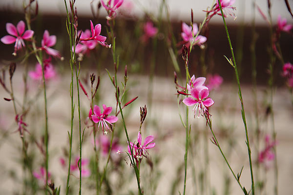 포토 JPG 주간 꽃 자연 사람없음 야외 아웃포커스 꽃봉오리 잎줄기 분홍바늘꽃 국내포토 자연요소 식물 줄기 촬영기법 생태계 파일형식