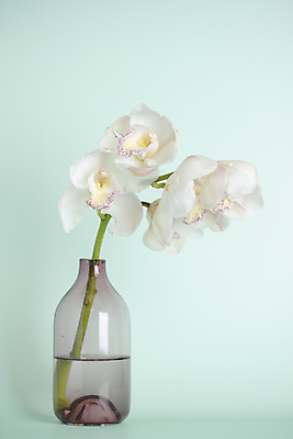 포토 JPG 꽃 유리병 실내 사람없음 꽃병 파란배경 세송이 양란 국내포토 식물 백그라운드 병_용기 3 내부 파란색 난초 파일형식