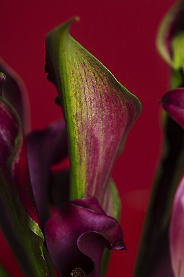 포토 JPG 실내 근접촬영 사람없음 우아함 카라 빨간배경 국내포토 꽃 뷰포인트 백그라운드 컨셉 내부 빨간색 파일형식