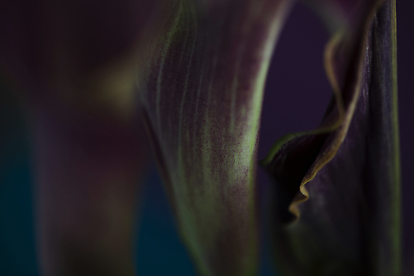 포토 JPG 실내 근접촬영 사람없음 어둠 소프트포커스 카라 차분 국내포토 꽃 뷰포인트 컨셉 촬영기법 내부 파일형식