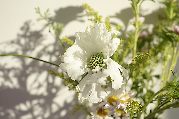 포토 JPG 꽃 여러송이 실내 따뜻함 그림자 사람없음 아웃포커스 흰배경 구절초 스카비오사 국내포토 식물 다수 백그라운드 촬영기법 내부 흰색 파일형식