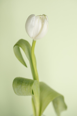 포토 JPG 잎 한송이 실내 사람없음 튤립 부드러움 잎줄기 초록배경 국내포토 식물 1 꽃 줄기 백그라운드 내부 초록색 감각 송이 파일형식