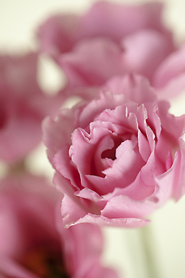 포토 JPG 꽃 분홍색 여러송이 실내 근접촬영 사람없음 아웃포커스 흰배경 리시안셔스 국내포토 식물 뷰포인트 컬러 다수 백그라운드 촬영기법 내부 흰색 파일형식