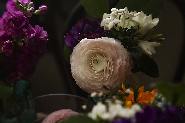 포토 JPG 꽃 여러송이 실내 사람없음 어둠 소프트포커스 라넌큘러스 국내포토 식물 다수 촬영기법 내부 파일형식