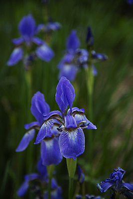 포토 JPG 주간 여러송이 여름꽃 자연 사람없음 야외 아웃포커스 붓꽃 국내포토 자연요소 꽃 다수 촬영기법 생태계 파일형식 여름_계절