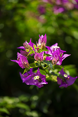 포토 JPG 주간 여러송이 여름꽃 자연 사람없음 야외 아웃포커스 햇빛 보케 국내포토 자연요소 꽃 다수 촬영기법 태양 생태계 파일형식 여름_계절