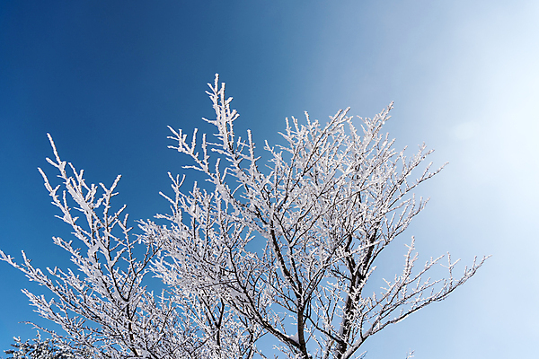 포토 JPG 주간 나무 설경 겨울 하늘 사람없음 야외 제주도 맑음 나뭇가지 상고대 한라산 겨울풍경 국내포토 자연요소 식물 계절 날씨 산 한국 풍경 서리 파일형식