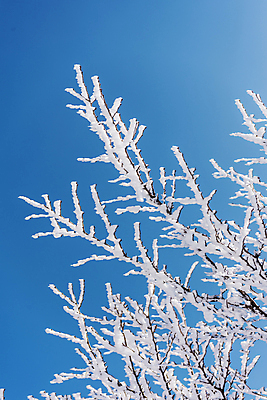 포토 JPG 주간 설경 겨울 하늘 사람없음 야외 제주도 맑음 나뭇가지 상고대 한라산 겨울풍경 국내포토 자연요소 나무 계절 날씨 산 한국 풍경 서리 파일형식