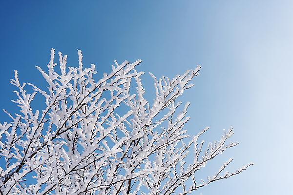 포토 JPG 주간 설경 겨울 하늘 사람없음 야외 제주도 맑음 나뭇가지 상고대 한라산 겨울풍경 국내포토 자연요소 나무 계절 날씨 산 한국 풍경 서리 파일형식