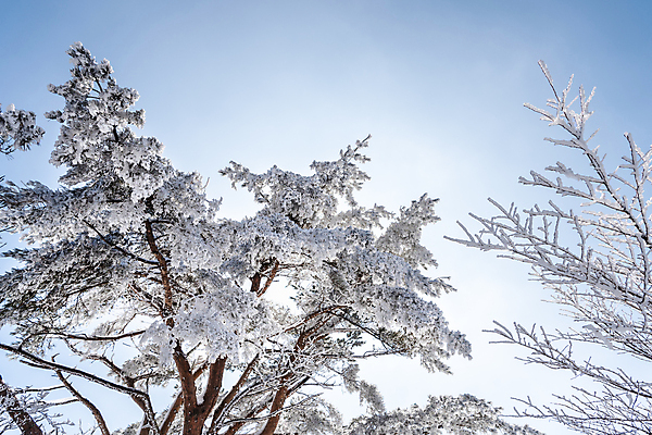 포토 JPG 주간 나무 설경 겨울 하늘 사람없음 야외 제주도 맑음 상고대 한라산 겨울풍경 국내포토 자연요소 식물 계절 날씨 산 한국 풍경 서리 파일형식