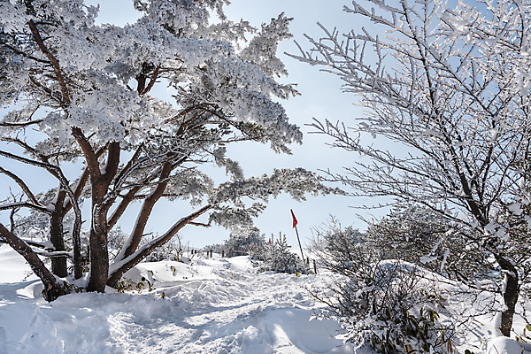 포토 JPG 주간 나무 설경 겨울 하늘 사람없음 야외 제주도 맑음 눈 깃발 산속 상고대 한라산 겨울풍경 눈덮임 국내포토 자연요소 식물 계절 컨셉 날씨 산 한국 풍경 서리 파일형식