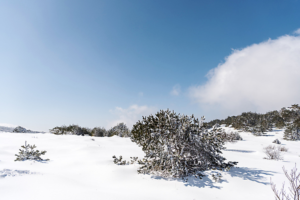포토 JPG 주간 구름 설경 겨울 하늘 사람없음 야외 제주도 맑음 눈 한라산 겨울풍경 눈덮임 국내포토 자연요소 계절 컨셉 날씨 산 한국 풍경 파일형식