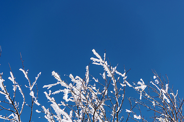 포토 JPG 주간 설경 겨울 하늘 눈꽃 사람없음 야외 제주도 맑음 나뭇가지 상고대 한라산 겨울풍경 국내포토 자연요소 나무 계절 날씨 산 한국 눈_날씨 풍경 서리 파일형식
