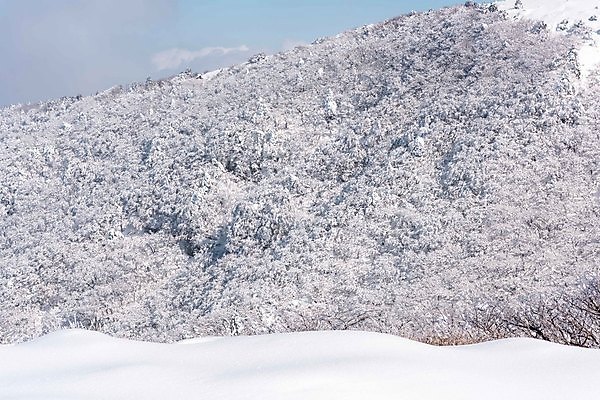 포토 JPG 주간 나무 설경 겨울 사람없음 야외 제주도 눈 상고대 한라산 겨울풍경 눈덮임 국내포토 자연요소 식물 계절 컨셉 날씨 산 한국 풍경 서리 파일형식