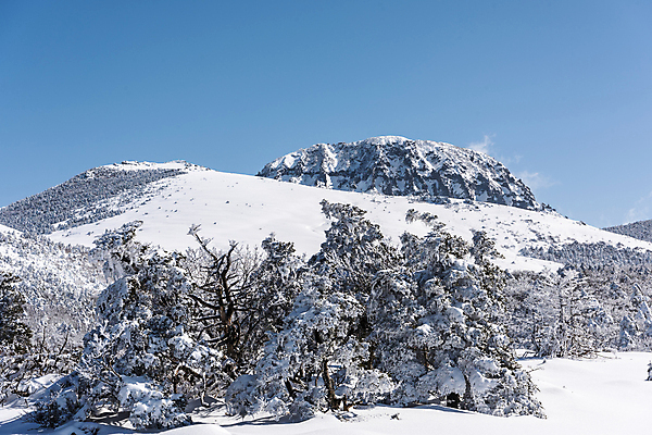 포토 JPG 주간 나무 설경 겨울 하늘 사람없음 야외 제주도 맑음 눈 상고대 한라산 겨울풍경 눈덮임 국내포토 자연요소 식물 계절 컨셉 날씨 산 한국 풍경 서리 파일형식