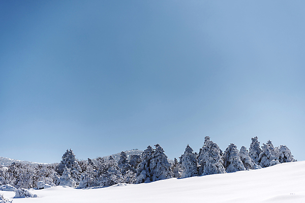 포토 JPG 주간 나무 설경 겨울 하늘 사람없음 야외 제주도 맑음 눈 상고대 한라산 겨울풍경 눈덮임 국내포토 자연요소 식물 계절 컨셉 날씨 산 한국 풍경 서리 파일형식