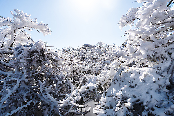 포토 JPG 주간 나무 설경 겨울 하늘 사람없음 야외 햇빛 제주도 맑음 상고대 한라산 겨울풍경 국내포토 자연요소 식물 계절 날씨 산 한국 풍경 태양 서리 파일형식