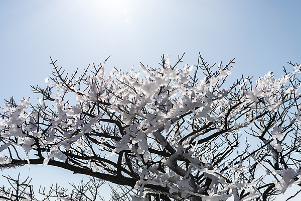 포토 JPG 주간 설경 겨울 하늘 사람없음 야외 햇빛 제주도 맑음 나뭇가지 상고대 한라산 겨울풍경 국내포토 자연요소 나무 계절 날씨 산 한국 풍경 태양 서리 파일형식