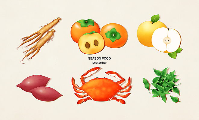 PSD 한마리 일러스트 식재료 감 사람없음 꽃게 배 인삼 9월 고구마 참나물 제철음식 국내일러스트 1 음식 과일 뿌리채소 게 삼 날짜 나물 제철 파일형식