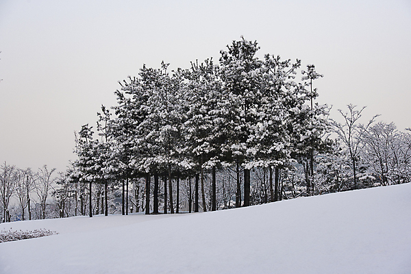 포토 JPG 주간 공원 설경 자연 눈꽃 사람없음 야외 눈 소나무 숲 겨울풍경 눈덮임 국내포토 자연요소 나무 공공시설 컨셉 겨울 날씨 눈_날씨 풍경 생태계 파일형식