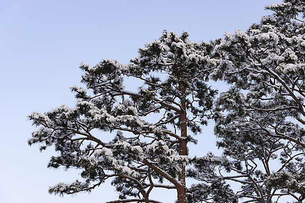포토 JPG 주간 자연 하늘 눈꽃 사람없음 야외 소나무 겨울풍경 눈덮임 국내포토 자연요소 나무 컨셉 겨울 눈_날씨 풍경 생태계 파일형식