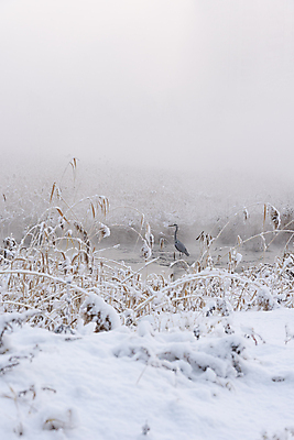 포토 JPG 주간 한마리 설경 자연 사람없음 야외 강 안개 눈 왜가리 갈대밭 겨울풍경 눈덮임 국내포토 자연요소 1 컨셉 겨울 조류 날씨 풍경 생태계 파일형식 갈대_식물
