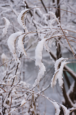 포토 JPG 주간 설경 자연 갈대 사람없음 야외 아웃포커스 눈 겨울풍경 눈덮임 국내포토 자연요소 식물 컨셉 겨울 날씨 촬영기법 풍경 생태계 파일형식
