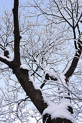 포토 JPG 주간 나무 로우앵글 자연 눈꽃 사람없음 야외 눈 겨울풍경 눈덮임 국내포토 자연요소 식물 뷰포인트 컨셉 겨울 날씨 눈_날씨 풍경 생태계 파일형식