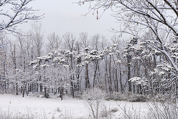 포토 JPG 주간 공원 설경 자연 눈꽃 사람없음 야외 눈 숲 겨울풍경 눈덮임 국내포토 자연요소 공공시설 컨셉 겨울 날씨 눈_날씨 풍경 생태계 파일형식