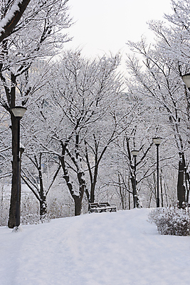 포토 JPG 주간 나무 공원 설경 가로등 벤치 자연 눈꽃 사람없음 야외 눈 숲 겨울풍경 눈덮임 국내포토 자연요소 식물 공공시설 컨셉 겨울 의자 날씨 눈_날씨 풍경 생태계 파일형식