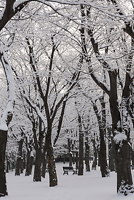 포토 JPG 주간 나무 공원 설경 벤치 자연 눈꽃 사람없음 야외 눈 숲 겨울풍경 눈덮임 국내포토 자연요소 식물 공공시설 컨셉 겨울 의자 날씨 눈_날씨 풍경 생태계 파일형식