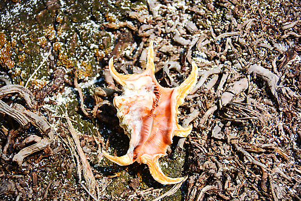 포토 JPG 해외이미지 모양 동물 1 야생동물 바다 백그라운드 자연 조개 연체동물 나선형 사람없음 장식 껍질 흰색 소라 오브젝트 질감 자연백그라운드 기념품 가리비 고립 해외포토 컬러 무늬 어패류 무척추동물 생태계 파일형식 이미지허브