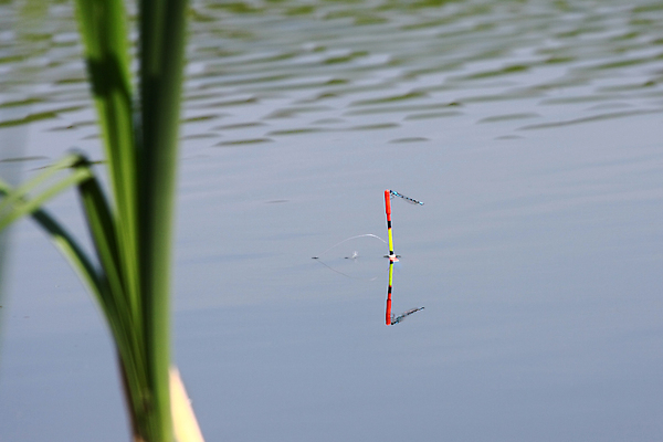 포토 JPG 해외이미지 호수 낚시 휴식 취미 사람없음 야외 초록색 여름 강 반사 침묵 잠자리 장면 해외포토 계절 컬러 곤충 컨셉 레저 소리 파일형식 이미지허브