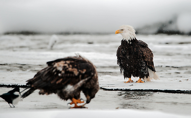 포토 JPG 해외이미지 주간 야생동물 사람없음 야외 독수리 흰머리독수리 해외포토 자연요소 동물 조류 파일형식 이미지허브