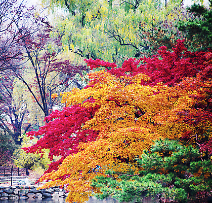 포토 JPG 해외이미지 주간 단풍 단풍나무 사람없음 야외 해외포토 자연요소 나무 잎 파일형식 이미지허브