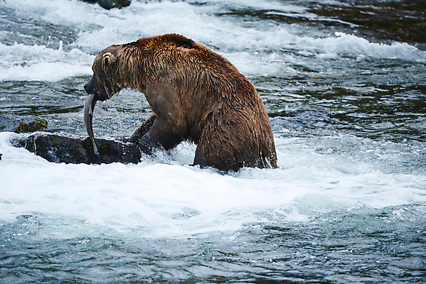 포토 JPG 해외이미지 주간 한마리 야생동물 곰 사람없음 야외 강 젖음 사냥 연어 해외포토 자연요소 동물 1 포유류 어류 파일형식 이미지허브