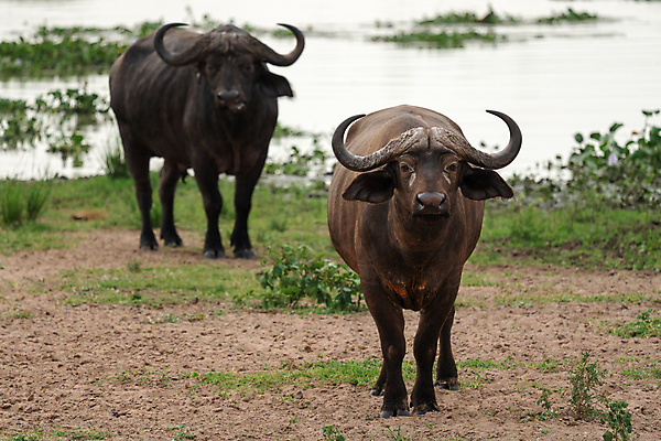 포토 JPG 해외이미지 동물 야생동물 여행 포유류 아프리카 자연 파노라마 국립공원 사람없음 야외 관광지 환경 황무지 사파리 생태계 서식지 내추럴 동물상 우간다 해외포토 공원 나라 촬영기법 조형물 파일형식 이미지허브