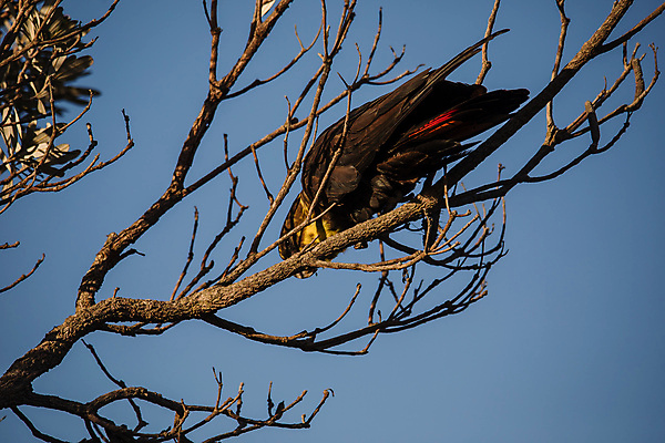 포토 JPG 해외이미지 나무 동물 응시 남자 야생동물 백그라운드 자연 조류 하늘 아침 사람없음 야외 초록색 파란색 갈색 검은색 부리 앵무새 멸종 내추럴 집게발 해외포토 주간 식물 시선 컬러 사람 생태계 파일형식 이미지허브